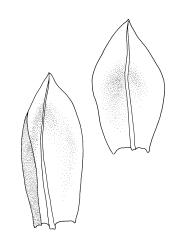 Funaria hygrometrica, comal leaves. Drawn from A.J. Fife 9733, CHR 477688, and A.J. Fife 6126, CHR 405698.
 Image: R.C. Wagstaff © Landcare Research 2019 CC BY 3.0 NZ